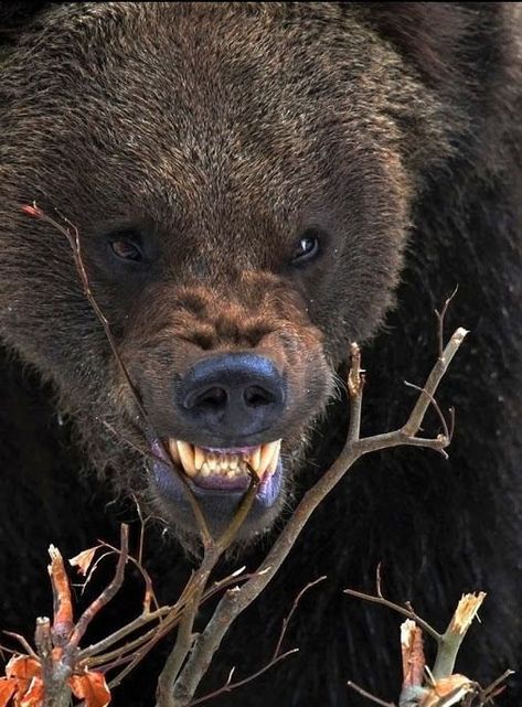 Angry Animals, Bear Tattoos, Bear Pictures, Bear Art, Grizzly Bear, Big Bear, Animal Planet, Animal Photo, Nature Animals