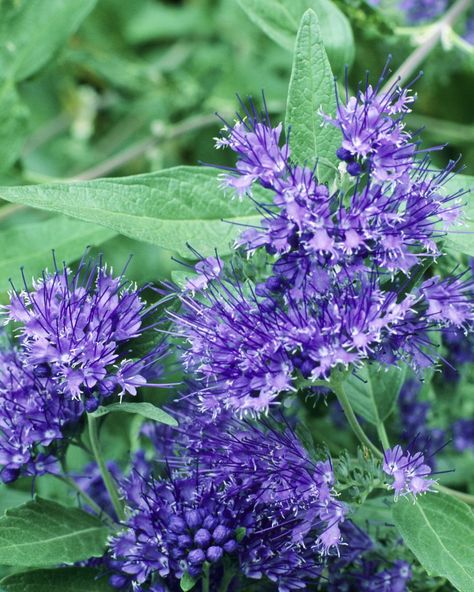 Caryopteris x clandonensis, blue flowers Fall Flower Arrangements, Fall Garden, Flowering Shrubs, Fall Plants, Covent Garden, Colorful Garden, Autumn Garden, Gardening For Beginners, Fall Flowers