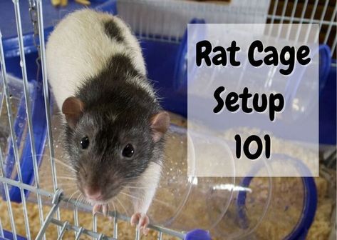 Rat House Diy, Rat Cage Inspiration, Rat Cages Ideas, Diy Rat Toys Homemade, Pet Rat Cages Ideas, Homemade Rat Cage Ideas, Rat Cage Setup, Rat Habitat, Rat Cage Ideas