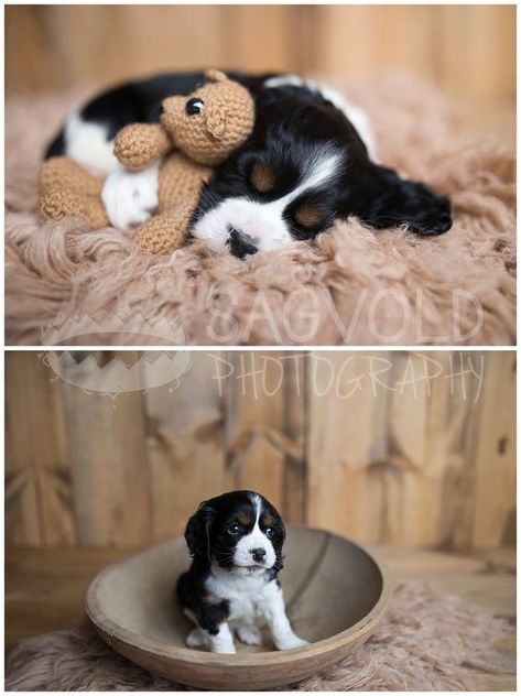 Snap, Wag, Smile: The Art of Pet Portraits Puppy Photography Photo Shoots, Puppy Shoot Ideas, Newborn Puppy Photos, Newborn Puppies Photography, Newborn Puppy Photography, Puppies Photoshoot Ideas, Puppy Pics Ideas, Puppy Newborn Photoshoot, Cute Puppy Pictures Ideas Photo Shoot