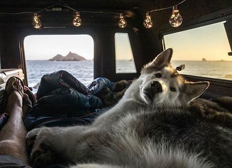 50+ Pics From 'Project Van Life' Instagram That Will Make You Wanna Quit Your Job And Travel The World Camping Aesthetic, Dog Camping, Van Living, Dog Adventure, World Images, Quitting Your Job, Wolf Dog, Dog Sledding, Dog Photography