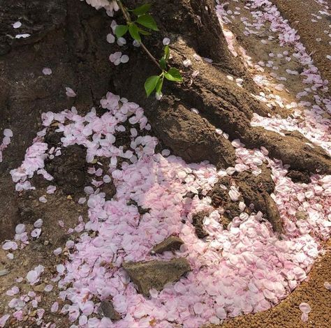 School Love Story, High School Love Story, High School Love, All The Bright Places, School Love, Sakura Tree, Spring Aesthetic, Fairy Dust, Cherry Blossoms