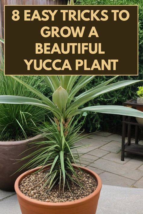 Discover the secrets of how to grow yucca plant successfully with these simple and expert tips. From choosing the right location with sunlight to proper watering techniques, learn everything you need to know about caring for your yucca plant. Whether you're a beginner or an experienced gardener, this guide will help you cultivate lush and vibrant yucca plants in your home or garden. How To Cook Yucca, Yucca Plant Landscaping, Yucca Cane Plant, Yucca Plant Care, Yucca Recipe, Yucca Plant, Easy Tricks, Spider Mites, Liquid Fertilizer