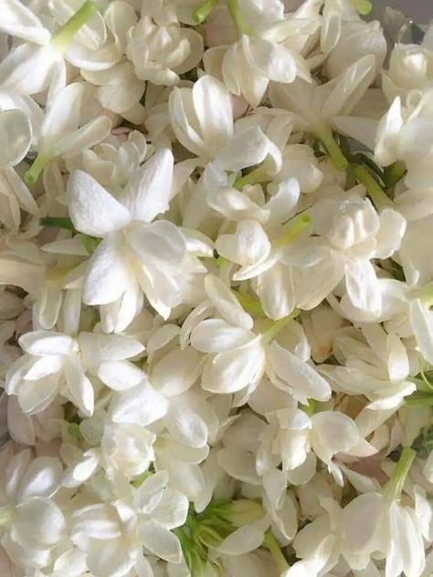 Indian White Aesthetic, Jasmine Scent Aesthetic, White Jasmine Flower Aesthetic, Floral Scent Aesthetic, Jasmin Core Aesthetic, Jasmine Flower Aesthetic Wallpaper, Jasmines Aesthetic, White Indian Aesthetic, Indian Jasmine Flower