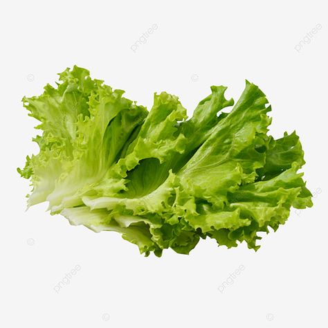 Lettuce Illustration, Lettuce Vegetable, Dream Illustration, Green Leaf Wallpaper, Leaves Png, Simple Leaf, Cabbage Leaves, Lettuce Leaves, Food Backgrounds