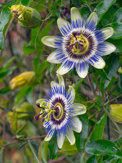 Passion flower: How to plant, grow and care for passion flowers in the UK | House & Garden Tropical Flowers Aesthetic, Exotic Flowers Beautiful, Exotic Flowers Tropical, Plants Reference, Passion Flower Plant, Cover Ups Tattoo, Exotic Aesthetic, Passion Fruit Flower, Blue Passion Flower