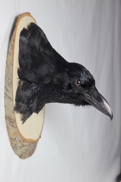 Taxidermy raven head on a wooden plattform Raven Head, Gothic Raven, Owl Feather, Creepy Decor, Dog Attack, Taxidermy Art, Classic Wall, Witch House, Bird Sculpture