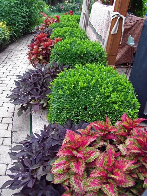 Green Velvet Boxwood, Small Yard Landscaping, Pathway Landscaping, Foundation Planting, Flower Garden Design, Front Landscaping, Landscape Designs, Front Yard Garden, Colorful Plants