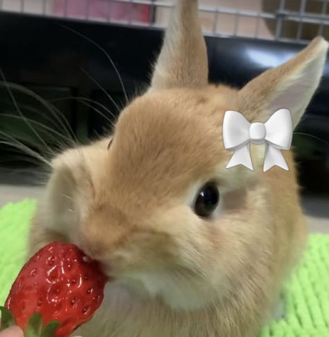 Rabbit Strawberry, Rabbit Pfp, Cute Bunny Pfp, Strawberry Bunny, Bunny Pfp, Cutest Bunny Ever, Animal Hugs, Cute Bunny Pictures, Cute Baby Bunnies