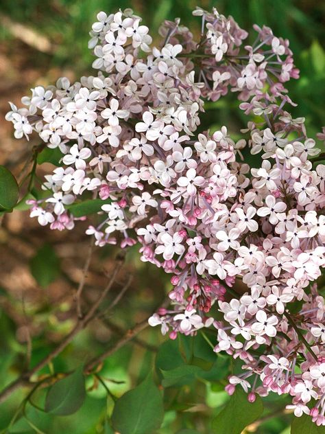 Dwarf Korean lilac Korean Lilac, Hedge Plants, Hydrangea Varieties, Tall Shrubs, Low Maintenance Shrubs, Flowering Quince, Pink Spring Flowers, Evergreen Hedge, Hedging Plants