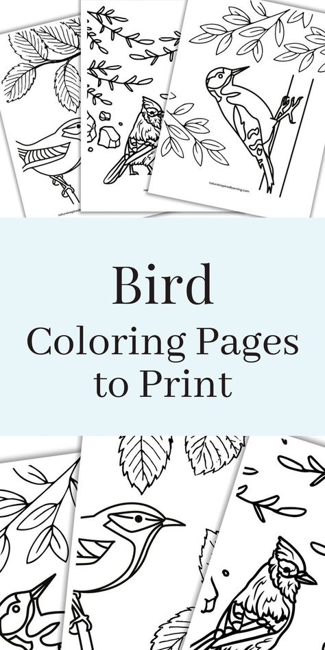 black and white bird themed printables overlapping with a light blue rectangle in the middle with text overlay. Cute Dinosaur Coloring Pages, Bird Printables, Bird Coloring, Coloring Pages Adult, Adult Colouring Printables, Bird Coloring Pages, Dinosaur Coloring Pages, Colouring Printables, Dinosaur Coloring