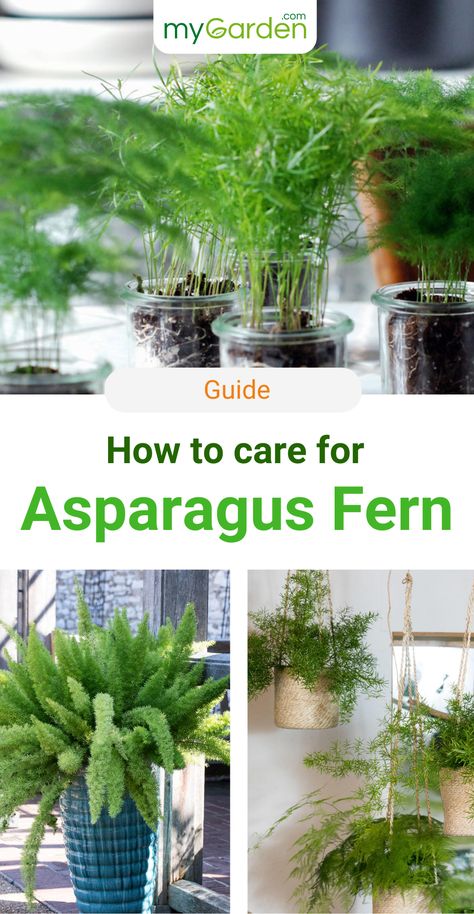 Asparagus Fern is an evergreen houseplant that's perfect for bright and warm rooms. With optimal conditions and good care, Asparagus densiflorus forms tiny white flowers in summer. Learn in this guide how to plant and care for your Asparagus Fern correctly. #mygardencom #mygarden #asparagusfern #asparagusdensiflorus #houseplants Asparagus Plant Care, Asparagus Fern Care, Asparagus Densiflorus, Interior Gardens, Asparagus Plant, Ferns Care, Types Of Ferns, Asparagus Fern, Tiny White Flowers