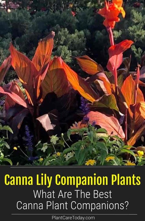 Canna Lily Flower Bed Ideas, Canna Lilies Landscaping, Planters With Canna Lilies, Potted Canna Lily, Canna Lily Pot Ideas, Canna Companion Plant, Planters With Cannas, Canna Lily Garden Ideas, Canna Lillies In Pots