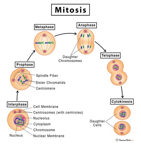 Mitosis: Definition, Stages, & Purpose, with Diagram Mitosis Phases, Mitosis Drawing, Mitosis Diagram, Mitosis Worksheet, Stages Of Mitosis, Nuclear Membrane, Cell Diagram, Process Diagram, Flow Diagram