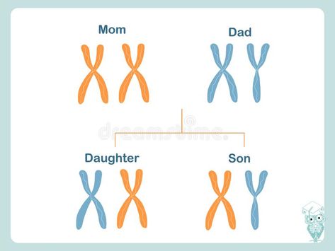 Scheme how X and Y chromosomes are passed on. Chromosomal definition of female a , #AFFILIATE, #definition, #female, #male, #Chromosomal, #Scheme #ad Biological Illustration, Male Illustration, Male Vs Female, X Chromosome, Tagalog Quotes Hugot Funny, Science Rules, Cell Cycle, Best English Songs, Education Design