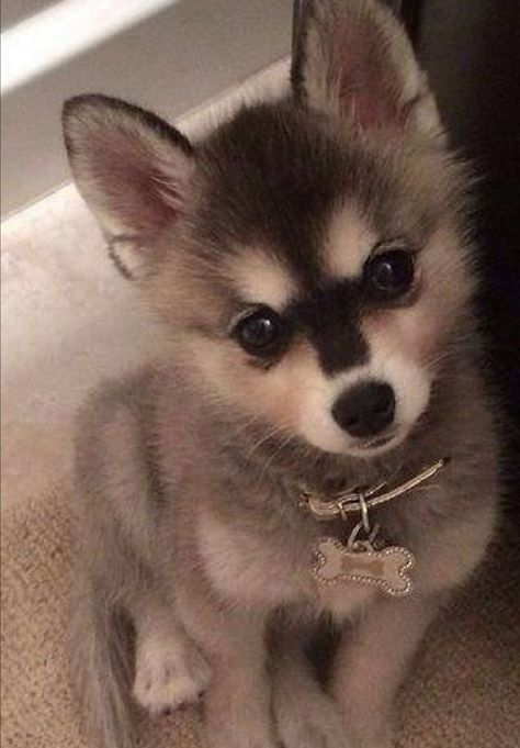 Alaskan Klee Kai Puppy, Alaskan Malamute Puppies, Alaskan Klee Kai, Baby Chihuahua, Puppy Cute, Cruise Outfits, Funny Dog Pictures, Cute Dogs And Puppies, Cane Corso