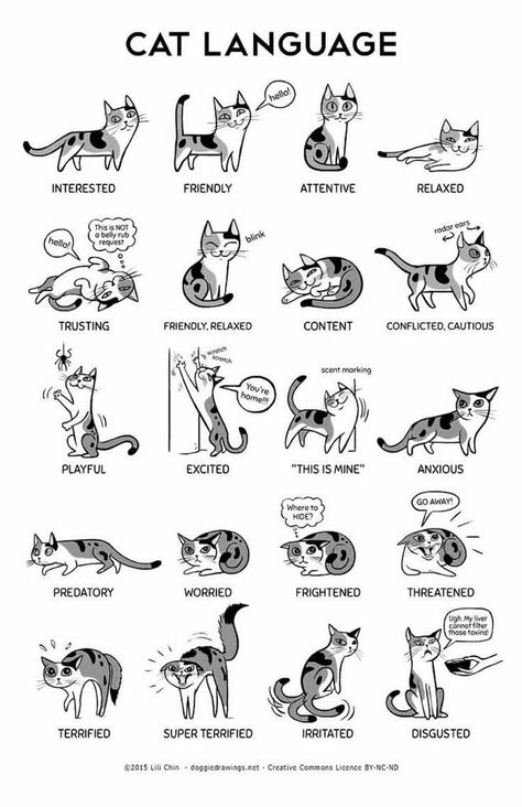 Cat Poses Meaning, Cat Tail Meaning, Cat Language Signs, Cat Tail Language, Cats Language, Cat Types, Katt Grejer, Black Cat Aesthetic, Dog Artist