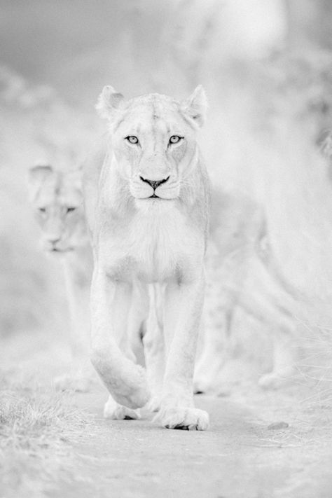 “In the divine Scriptures, there are shallows and there are deeps; shallows where the lamb may wade, and deeps where the elephant may swim.”~John Owen White Lions, In The Wild, The Beast, The Wild, Walking, Black And White, White, Black