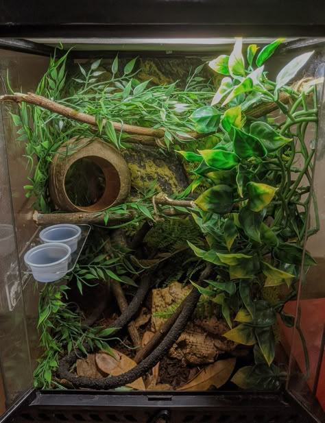 crested gecko tank setup Gecko Cage Setup, Plants For Crested Geckos, Cool Gecko Tanks, Crusted Geckos Tank, Bioactive Terrarium Crested Gecko, Crested Geckos Habitat, Crested Gecko Habitat Terrariums, Tree Frog Tank Setup, Cute Crested Gecko Tank Ideas