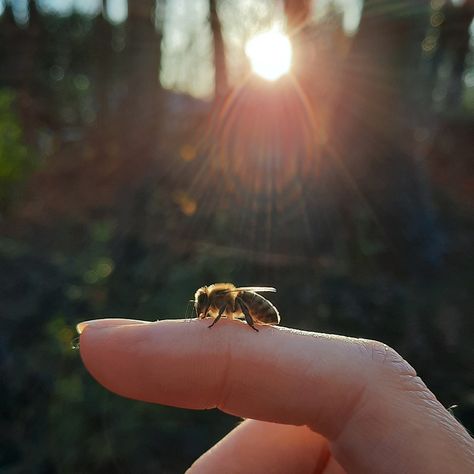 Bees love me. 🥰 Bee Moodboard, Honey Bee Aesthetic, Bees Aesthetic, Witches Aesthetic, Bee Aesthetic, Catherine Cowles, Willow Park, Bumble Bees, Insect Art