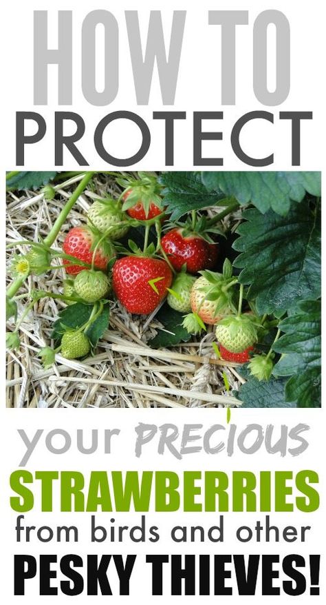 Protect Strawberry Plants, Plant Strawberries, Everbearing Strawberries, Strawberry Varieties, Fruit Growing, Garden Fruit, Strawberry Planters, Strawberry Garden, Berry Bushes