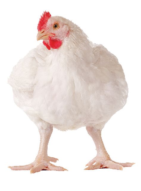 Broilers for deboning - males weighing 7 to 9 pounds, 47 to 56 days of age, processed to make nuggets, patties, and other value-added products. Broiler Chicken, Lion Images, Graphic Design Flyer, Flyer Design, Lion, Chicken, Graphic Design, Collage, Pins