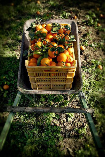 Wheelbarrow full of oranges from an orange grove in Sorrento, Italy © John Bragg Photography Picking Tomatoes, Orange Picking, Orange Farm, Apple Garden, Tattoo Plant, Orange Grove, Winter Comfort Food, Sorrento Italy, Eat Seasonal