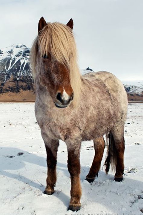 Island Horse, Horses In Snow, Cute Pony, Icelandic Horses, Horse Inspiration, Cute Ponies, Icelandic Horse, Horse Aesthetic, Mini Horse