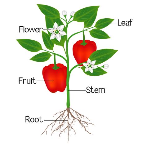 An illustration showing parts of a plant of red pepper. Part Of Plants Activities, Chickpea Plant, Chili Pepper Plant, Soybeans Plant, Papaya Plant, Plants Kindergarten, Mango Plant, Apple Plant, Vegetable Crafts