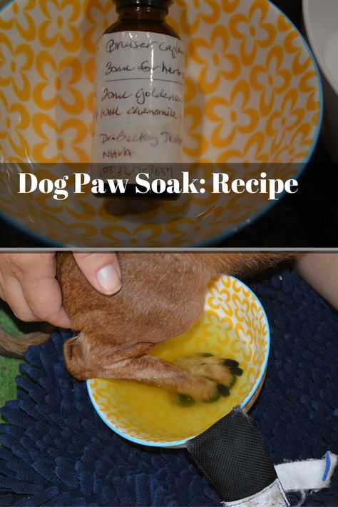 How To Clean Dog Paws, Cracked Paws Remedy, Dog Paw Wash, Dog Paw Allergy Remedies, How To Treat Yeast On Dog Paws, Dog Paw Soak Diy, Dog Paw Soak, Dog Chewing On Paws, Itchy Paws Remedies