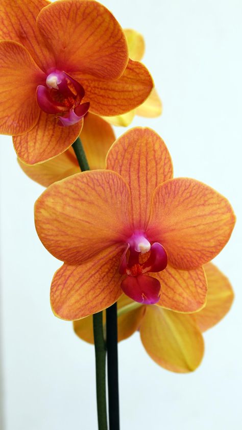 Orange Orchid Flower, Phaelonopsis Orchid, Orchid Flower Photography, Zodiac Gods, Orchid Flower Aesthetic, Orange Flowers Aesthetic, Colorful Orchids, Orchid Aesthetic, Sacred Geometry Tattoos