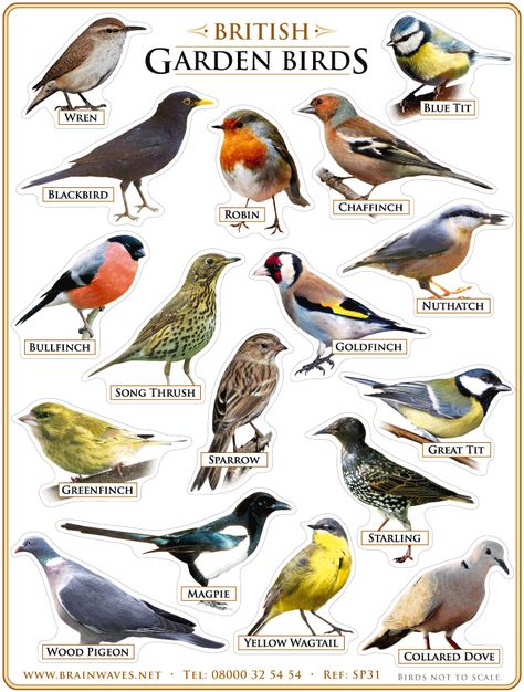 British Garden Birds Different Types Of Birds, Types Of Birds, Bird Identification, British Garden, Garden Birds, British Wildlife, Kinds Of Birds, Humming Bird Feeders, Backyard Birds