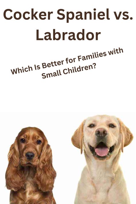 Choosing between a Cocker Spaniel and a Labrador for your family? Both breeds are friendly, but which is the best fit for homes with small children? Explore the differences in temperament, size, energy levels, and care needs to find the perfect companion for your family. #FamilyDogs #CockerSpanielVsLabrador #DogsForKids #PetParenting #BestFamilyPets #KidFriendlyDogs American Cocker Spaniel Puppies, Pet Vacuum, Active Family, American Cocker Spaniel, Cocker Spaniel Puppies, English Cocker Spaniel, Spaniel Puppies, Dog Feeder, Which Is Better