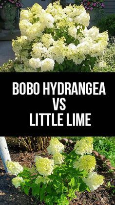 Bobo Hydrangea vs Little Lime: What Is The Difference Between Them? #hydrangea #bobohydrangea #lilelighthydrangea #planting #gardening #planting #growing Miniature Hydrangea Plants, Bobo Hydrangea Companion Plants, Little Lime Hydrangea Landscaping, Bobo Hydrangeas, Hydrangea Pruning, Hydrangea Plant Care, Bobo Hydrangea, Little Lime Hydrangea, Hydrangea Season