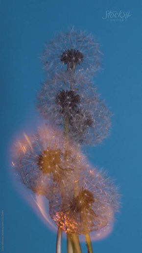 Nature, Dandelion On Fire, Burning Dandelion, Bright Burn, Spring Video, Black Wallpapers Tumblr, Vertical Video, Wild Flower Meadow, White Dandelion