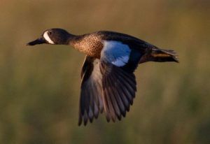 Blue Winged Teal Photos Redhead Duck, Teal Duck, Blue Winged Teal, List Of Birds, Duck Pictures, Duck Art, Migratory Birds, Belize Travel, Blue Wings