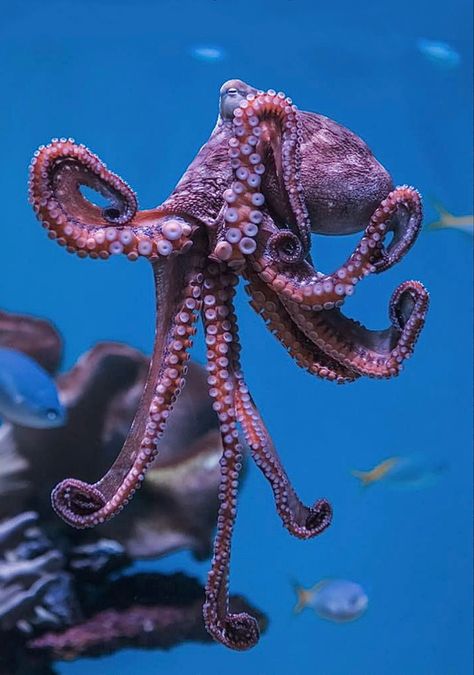 Day Octopus, Octopus Photography, Octopus Facts, Octopus Photos, Octopus Species, Octopus Pictures, Cool Sea Creatures, Tattoo Nature, Underwater Animals