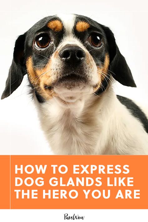 Don’t worry, we called in an expert to help understand how to express dog glands. Keep reading for everything Dr. Carl Winch, DVM, at Banfield Pet Hospital wants dog owners to know about expressing glands. #dog #pets #animals How To Express Dogs Glands, Dog Glands, Dogs Pooping, Pet Safety, Animal Hospital, Training Tips, Large Dogs, Dog Owners, Pet Adoption