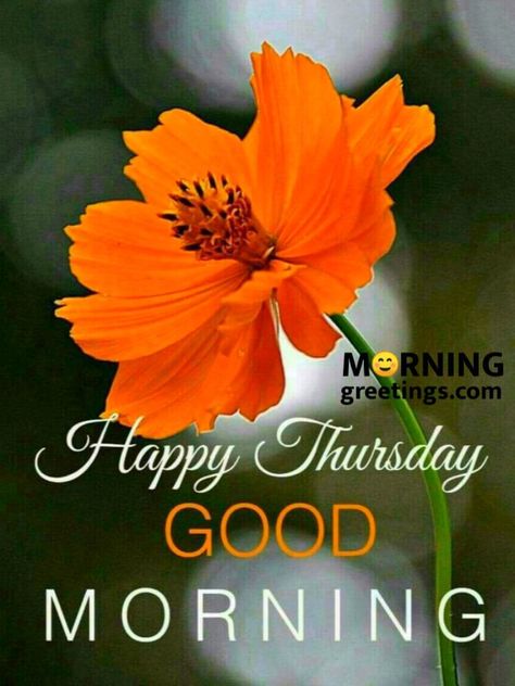 Happy Thursday Good Morning, Thursday Morning Images, Good Morning Thursday Blessings, Thursday Good Morning, Good Morning Thursday Images, Happy Thursday Images, Thursday Greetings, Thursday Images, Morning Thursday