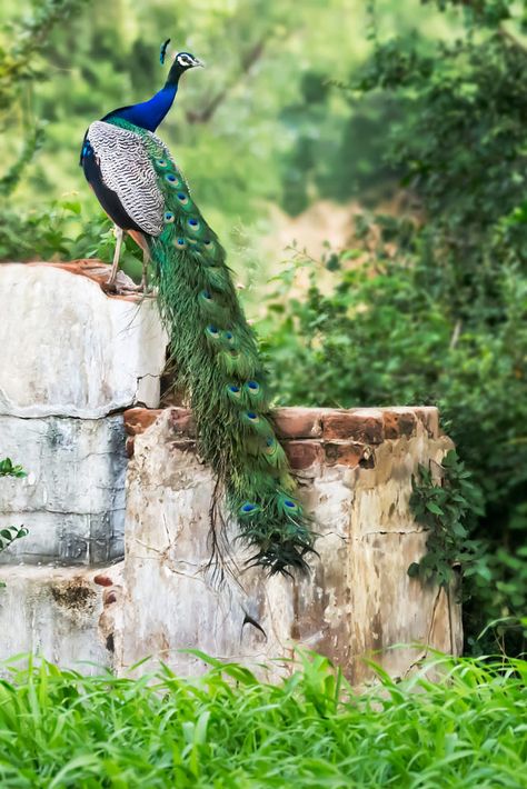 Picoke Bird Photo, Picoke Bird, Distance Photography, Peacock Background, Indian Peacock, Peacock Images, Peacock Photos, Peacock Pictures, Indian Blue