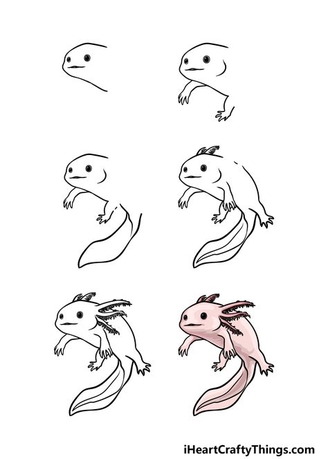 Axolotl Drawing - How To Draw An Axolotl Step By Step Draw Axolotl, Draw An Axolotl, Axolotl Drawing, Animals In Nature, Axolotl Cute, Sea Drawing, Easy Animal Drawings, Drawn Fish, Drawing Step By Step