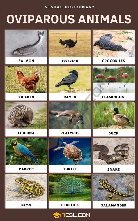 Oviparous Animals Types Of Crocodiles, Animals Name With Picture, Animals Name List, Oviparous Animals, Animals List, Animals Name In English, Visual Dictionary, Wild Animals Pictures, Interesting English Words