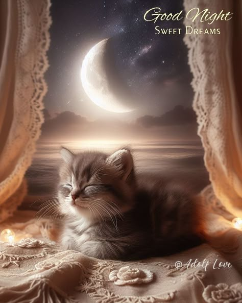 Resting Kitten: Good Night & Sweet Dreams quotes night morning nights days good night images good night blessings good night picture quotes good night 2024 quotes good night blessings 2024 Good Night Sweet Dreams Quotes, Funny Good Night Pictures, Nighty Night Quotes, Sweet Dreams Quotes, Good Night Cats, Sweet Dreams Pictures, Quotes Night, Sweet Good Night Messages, Dreams Pictures