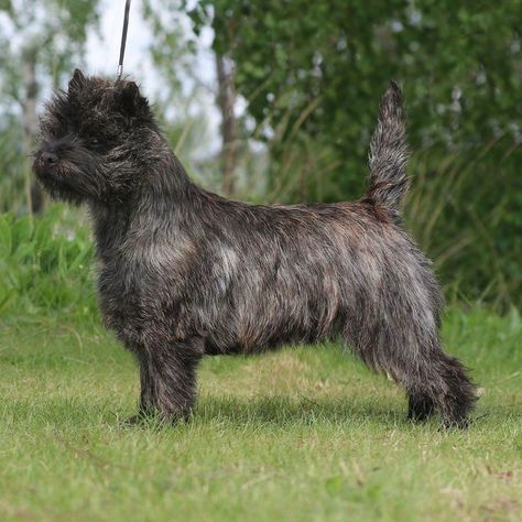 Cairn Terrier Grooming, Carin Terrier, Dog Haircut, Cairn Terriers, Dog Haircuts, Terrier Breeds, Group 3, Purebred Dogs, Cairn Terrier