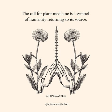 Natural Medicine Quotes, Medicine Quotes, Humans And Nature, Nature Symbols, Lotus Tea, Plant Magic, Plant Medicine, Medicine Woman, Herbal Healing