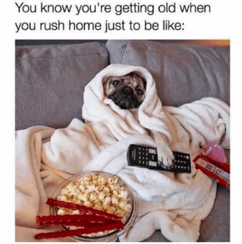 50 Funny Memes And Posts For The Animal Lovers - Memebase - Funny Memes Funny Pugs, Doug The Pug, Baby Pugs, Funny Dog Memes, Pug Puppies, Pugs Funny, A Pug, Cute Pugs, The Pug