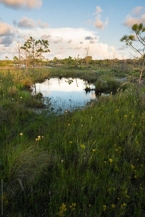 Marsh Plants, Marsh Landscape, Dune Landscape, Florida Landscape, Small Pond, Small Ponds, Blue Heron, Gulf Coast, America Travel