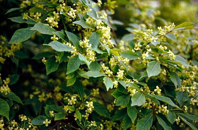 Winged spindle tree Euonymus Alatus Compactus, Spindle Tree, Euonymus Alatus, Pergola Carport, Privacy Plants, Orchid Show, Specimen Trees, Garden Types, Gardening Advice