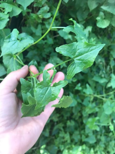 Foraging Australia, Rocket Plant, Nature Australia, Edible Weeds, Wild Lettuce, Wild Food Foraging, Wood Sorrel, Portulaca Oleracea, Blog Art