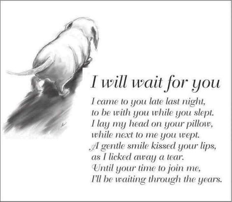 Dog Memorial Quotes, Losing A Dog Quotes, Losing A Pet Quotes, Dog Heaven Quotes, Miss My Dog, I Will Wait, In Loving Memory Quotes, Dog Quotes Love, Heaven Quotes